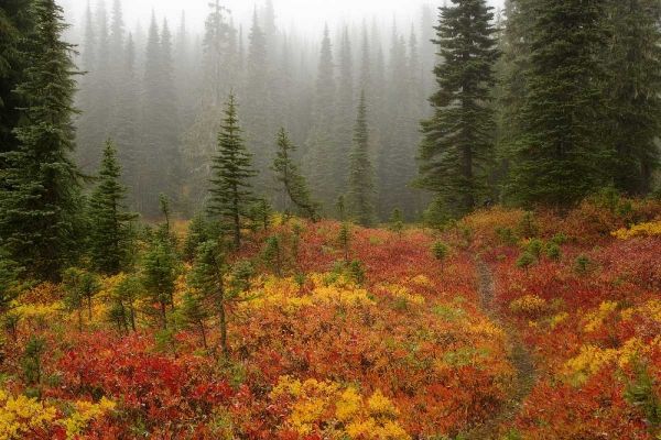 WA, Mount Rainier NP Path through autumn meadow